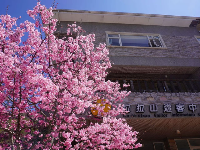拉拉山遊客中心櫻花美景