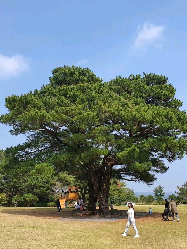 🌸 봄 나들이 추천! 제주 상효원 🌿🏡