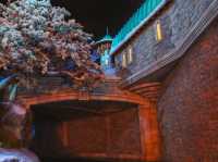 ❄️🚢 Frozen Ever After