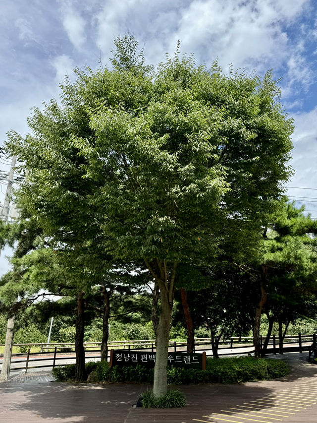 숲속에서 건강한 힐링데이트🌿