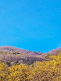 A Beautiful Day at the Icheon Sansuyu Flower Festival