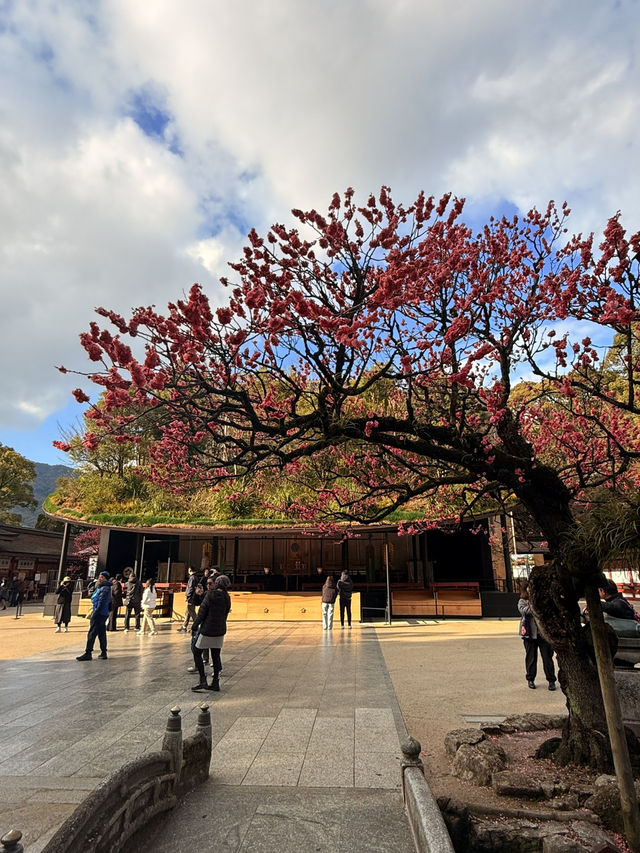 太宰府｜拜訪學問之神賞滿園盛開梅花 御神牛、夢守最強能量景點