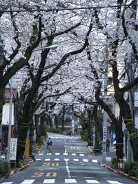 【東京】行かなきゃそんな‼️桜のトンネルを歩こう🚶‍♀️※周辺観光情報付き