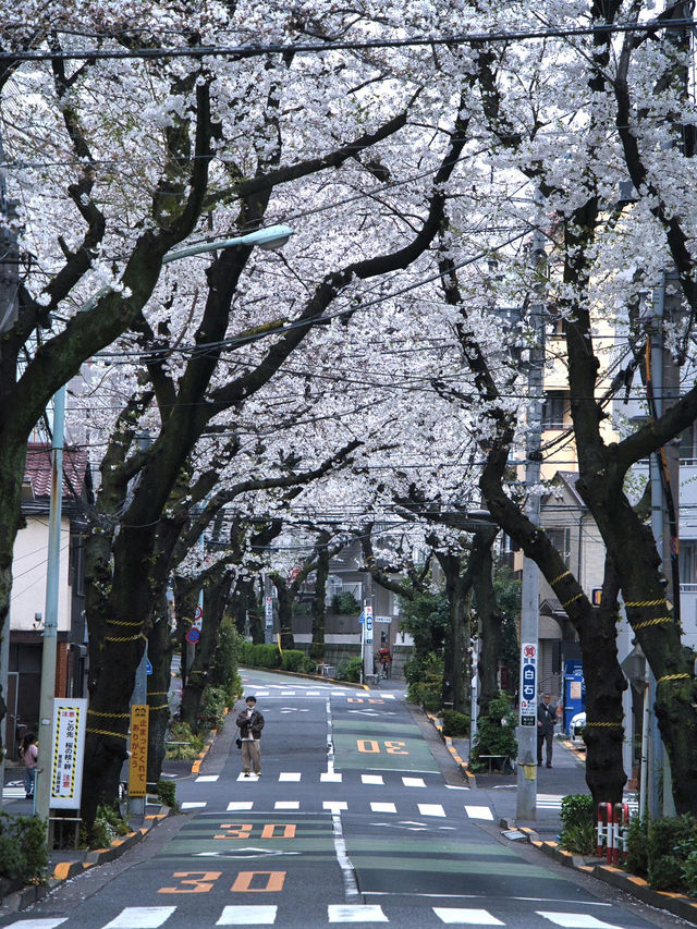 【東京】行かなきゃそんな‼️桜のトンネルを歩こう🚶‍♀️※周辺観光情報付き