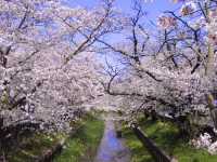 Chasing Sakura at Sumiyoshi Zakura Kawasaki