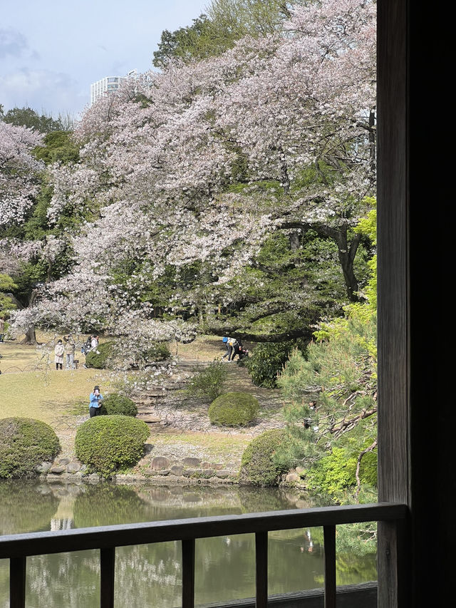 Spring Blossoms at Shinjuku Gyoen🌸