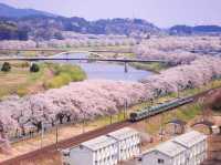 Chasing Sakura at Shibata Senokyo Bridge