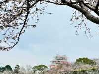福岡舞鶴公園賞櫻美景