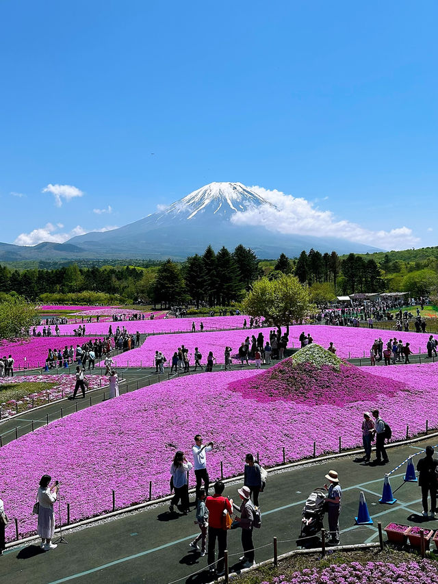 富士山×絶景フラワー🌸富士本栖湖リゾートで癒しのひととき