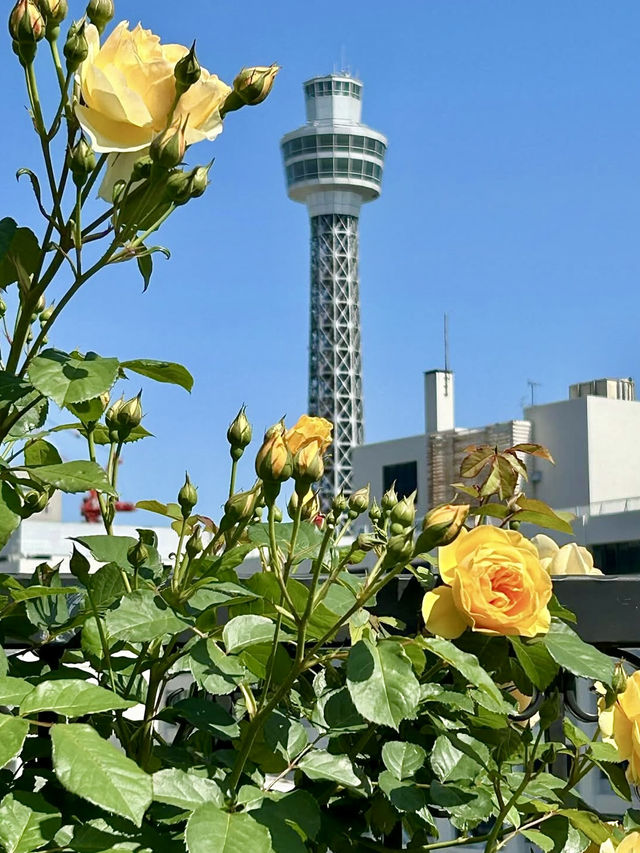 Spring Blooms at Yamashita Park🌷