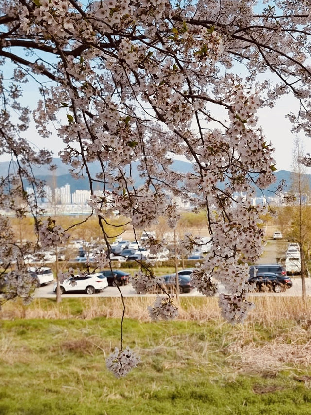 Daejeo's Floral: Spring's Wild Beauty