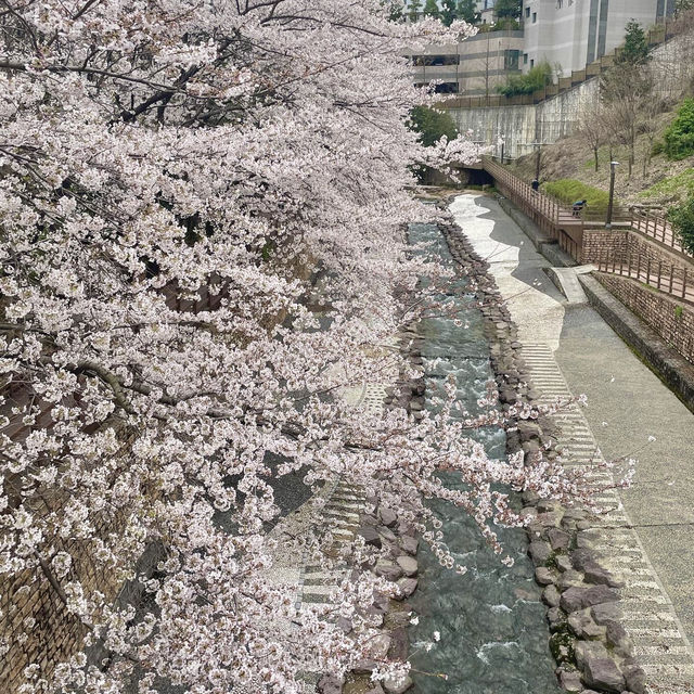 봄여행으로 벚꽃만 보지마세요!
