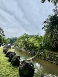 內溝山探訪阿凡達的生命之樹