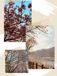 Daecheong Park: A Canvas of Fresh Greens and Floral First Strokes