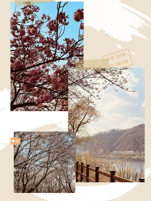 Daecheong Park: A Canvas of Fresh Greens and Floral First Strokes