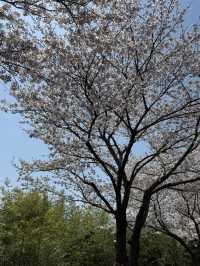 부산속 도심속 벚꽃여행 🌸 대저생태공원