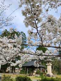 【山口グルメ】和カフェ大貫・山口の桜
