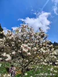 ไปดูดอกแมกโนเลียที่ Alishan 