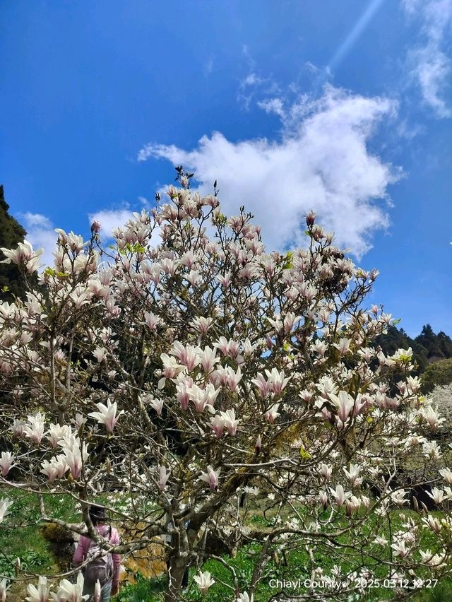 ไปดูดอกแมกโนเลียที่ Alishan 
