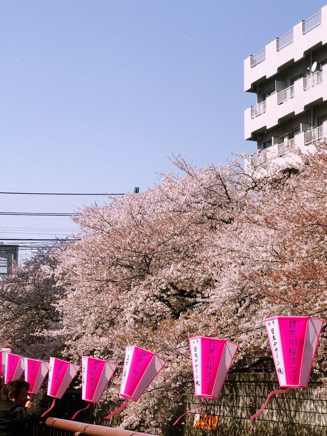 【目黒　桜舞い散る川辺を歩き郷さくら美術館でアートの桜三昧から代官山へ】