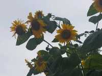 [🇯🇵京都] 花に癒されるひととき、京都府立植物園を訪れてみませんか？