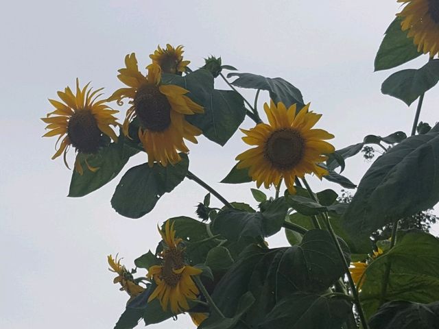 [🇯🇵京都] 花に癒されるひととき、京都府立植物園を訪れてみませんか？