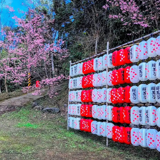 🌸** 隱藏在深山中的賞櫻秘境**🌸