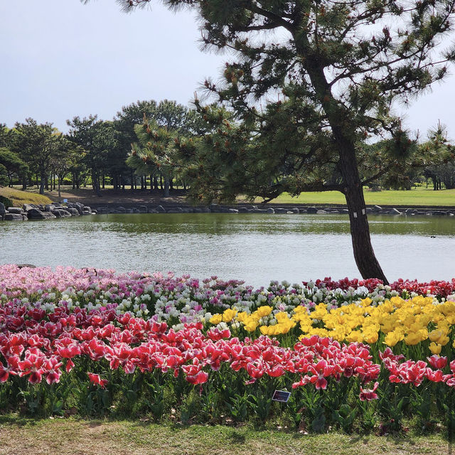 海之中道鬱金香節 – Uminonakamichi Tulip Festival