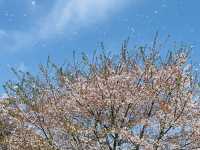 【昭和記念公園】定番の公園の桜はやはり素晴らしく感動❗️
