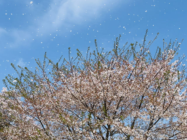 【昭和記念公園】定番の公園の桜はやはり素晴らしく感動❗️