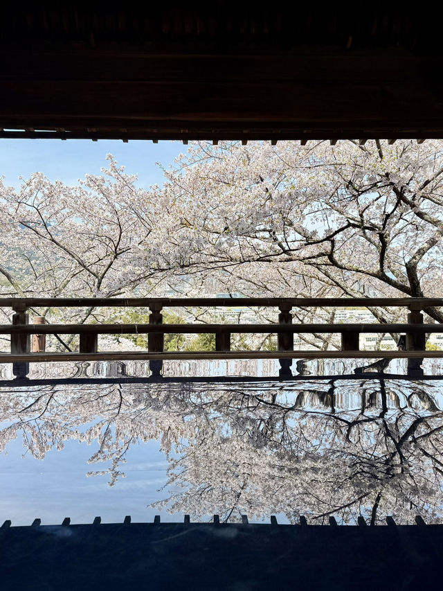 滋賀❤︎ 桜花爛漫🌸 桜のリフレクションをひとりじめ🌸