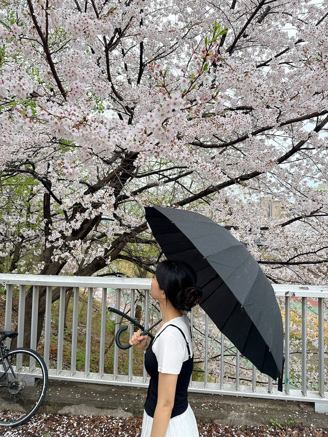 의정부 벚꽃명소 🌸 비가와도 포기 못해요