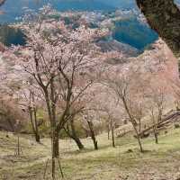 吉野山賞櫻｜傳說中的「一目千本」…