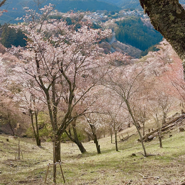 吉野山賞櫻｜傳說中的「一目千本」…