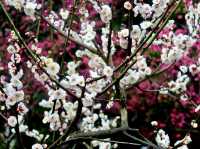 Spring Blossoms in Shanghai 🌸🇨🇳