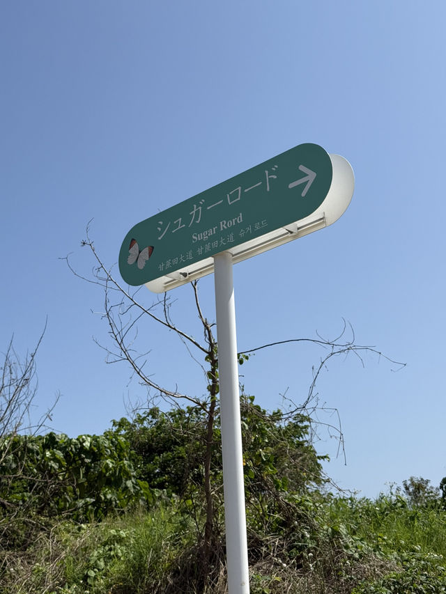 🏝️小浜島の絶景スポット「シュガーロード」🚴‍♀️