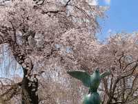 京都最古老的公園賞櫻---圓山公園，祇園枝垂櫻
