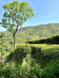 Fangjia Tea Garden: A Scenic Retreat for Tea Lovers