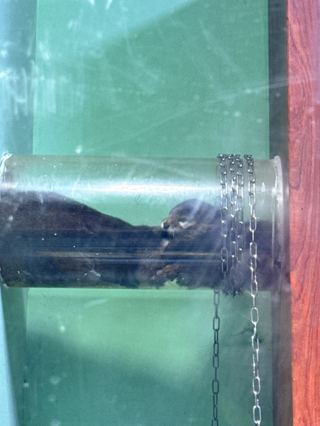 เดินเล่นอะควาเรี่ยมในห้าง ได้เจอวาฬเบลูก้าด้วย 🐳
