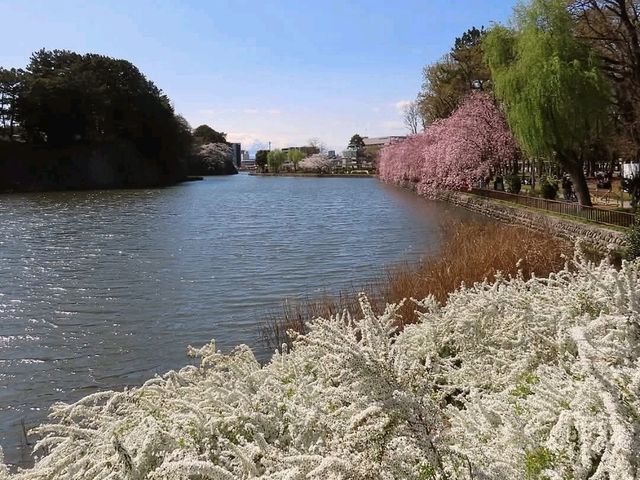 名古屋-名城公園，散步休閒的賞櫻好去處
