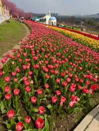🌸🌻 Blooming Dreams in Chengdu: Discover Manhua Sea of Flowers This April 🌺🌸