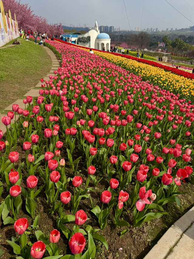 🌸🌻 Blooming Dreams in Chengdu: Discover Manhua Sea of Flowers This April 🌺🌸
