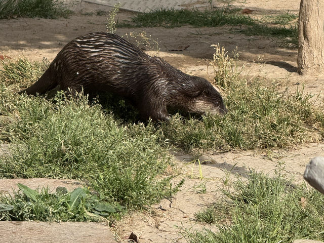 上海野生動物園優質動物園之選👍👍