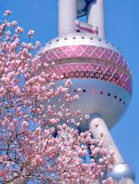 Cherry Blossom in Pink: The Heartbeat of Shanghai's Spring