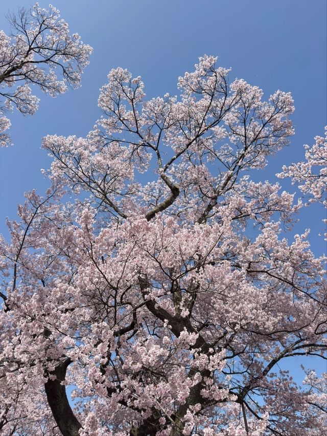 Takato Joshi Park Cherry Blossoms – The "Alps' Most Beautiful Sakura