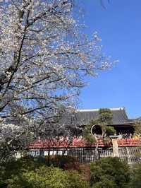 【東京】花見スポット3選🌸