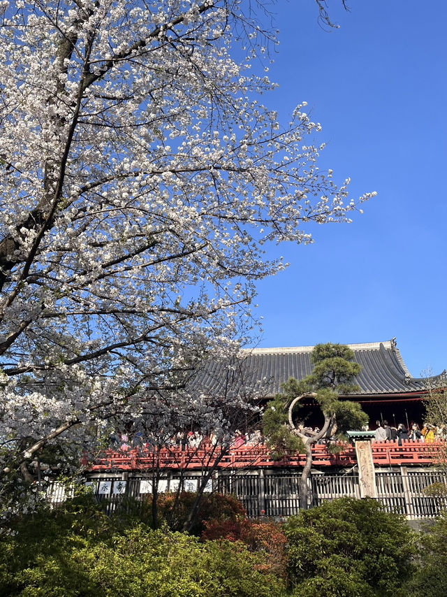 【東京】花見スポット3選🌸