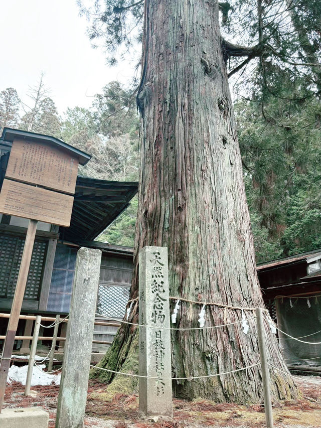 岐阜🎗️飛騨高山】聖地巡礼‼️君の名はの有名シーンに登場する、あの神社⛩️🎬