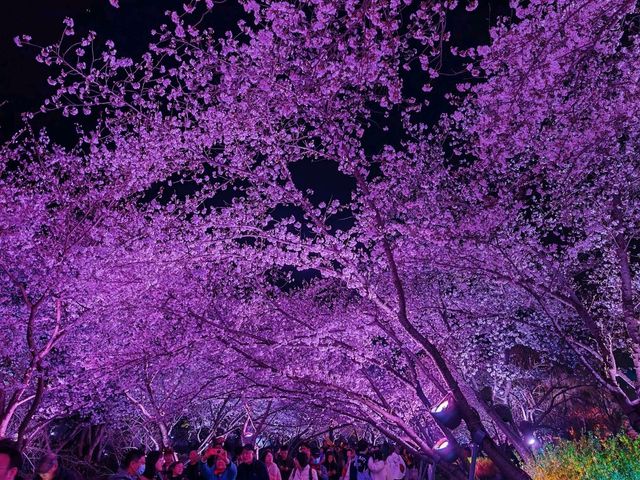 Best night Sakura - Guess where (Not japan) Best night Sakura - Guess where (Not japan)