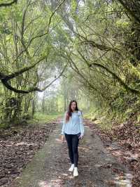 Mossy Forest , Cameron Highland มาเลเซีย
